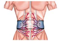which activates  muscles to contract and relax