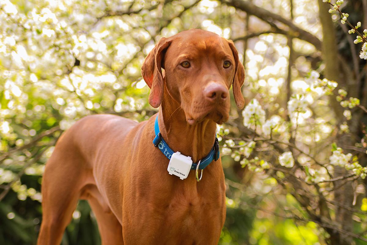 Tractive GPS Tracker für Hunde und Katzen Amazon.de Haustier