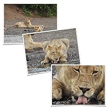 Nikon_ COOLPIX_P900_Zoom