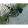 Selle SMP Strike TRP Herren von SMP