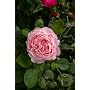 Panasonic Lumix DMC-FZ50 EG S Digitalkamera (10 Me&hellip von Panasonic