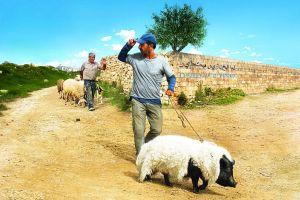 Das Schwein von Gaza