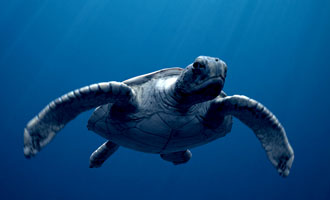 Sea Rex