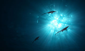 Sea Rex