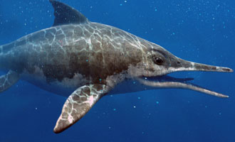 Sea Rex