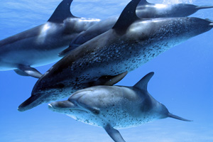 IMAX: Delfine und Wale (2D + 3D Version)