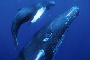 IMAX: Delfine und Wale (2D + 3D Version)