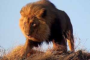  Afrika 