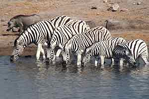  Afrika 