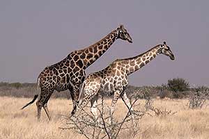  Afrika 