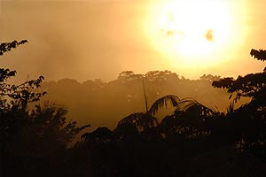  Regenwald 