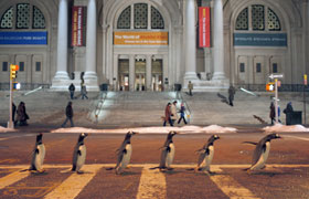 Mr. Poppers Pinguine