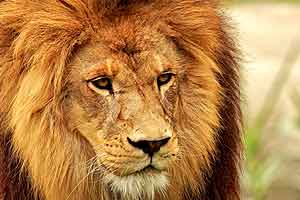  IMAX: AFRICA - The Serengeti