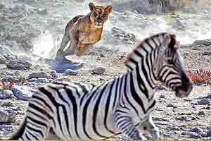  IMAX: AFRICA - The Serengeti