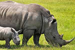  IMAX: AFRICA - The Serengeti