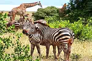  IMAX: AFRICA - The Serengeti