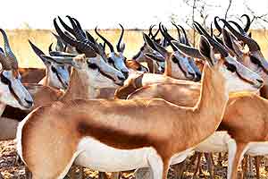  IMAX: AFRICA - The Serengeti