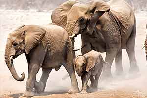  IMAX: AFRICA - The Serengeti