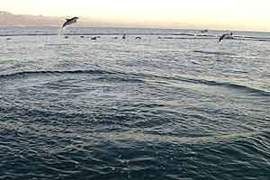 Dolphins 3D