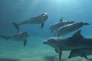 Dolphins 3D