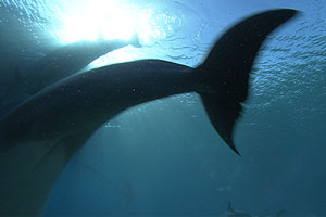 Dolphins 3D