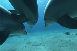 Dolphins 3D