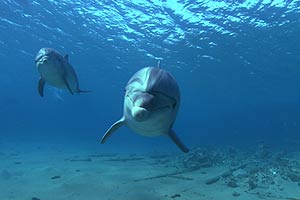 Dolphins 3D