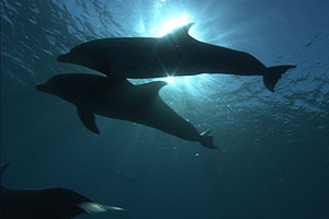 Dolphins 3D