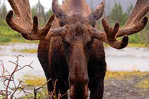 Imax - Alaska