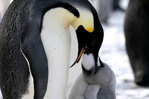 Antarctica