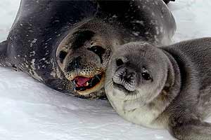 Antarctica