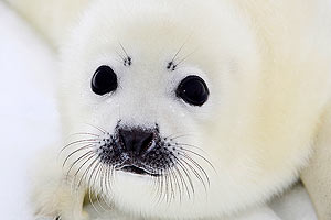Antarctica