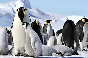 Antarctica