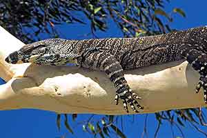 Seen on IMAX: Australia