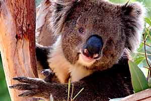 Seen on IMAX: Australia