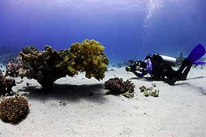 Field of yellow flowers