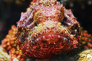 Field of yellow flowers