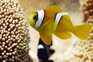 Field of yellow flowers