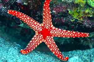 Field of yellow flowers