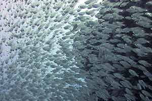 Field of yellow flowers