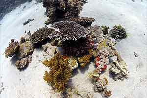 Field of yellow flowers