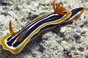 Field of yellow flowers