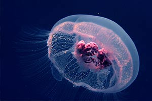 Field of yellow flowers