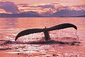 Das Alaska Experiment