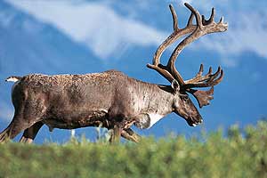 Das Alaska Experiment