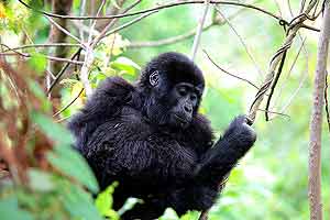 Wilder Planet Erde: Afrika - Gorillas