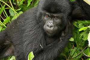 Wilder Planet Erde: Afrika - Gorillas