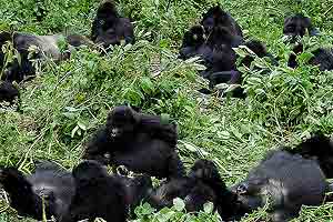 Wilder Planet Erde: Afrika - Gorillas