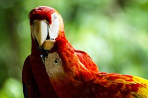 Weltnaturerbe Costa Rica 3D