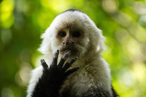 Weltnaturerbe Costa Rica 3D